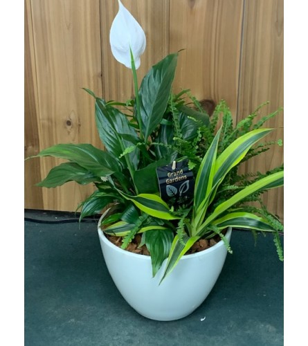 Dish Garden in White