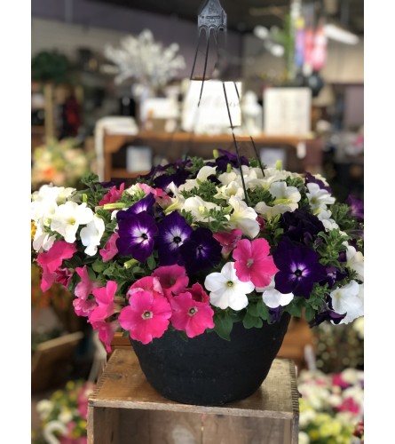 A Hanging Basket