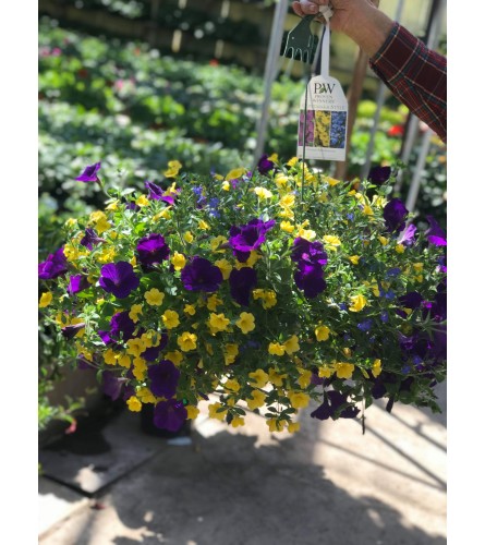 Hanging Basket 12"