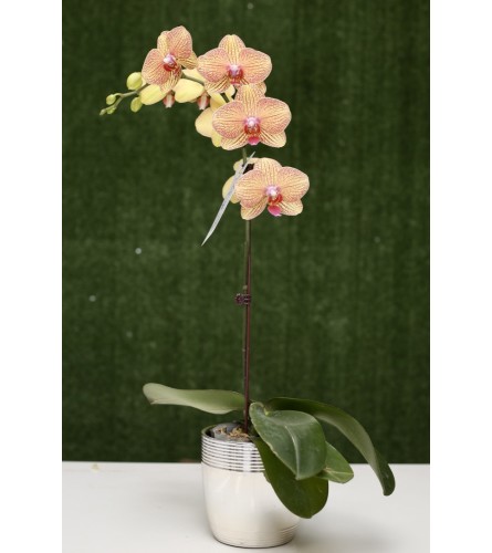 Peach Orchid Plant