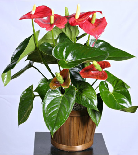  Tropical Anthurium Plant 