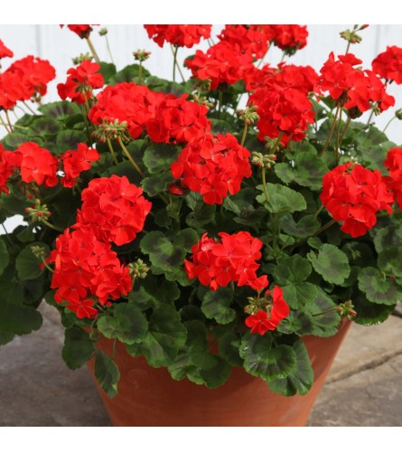 GERANIUM POTTED PLANT