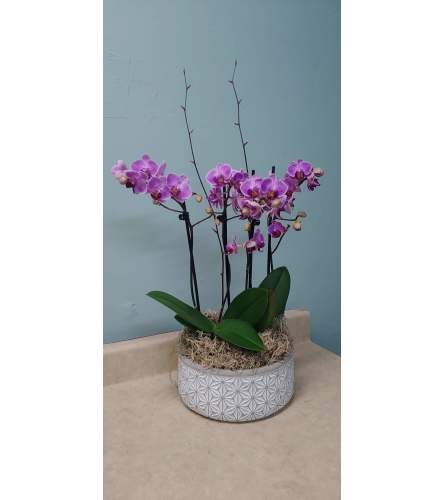 Phalaenopsis Purple