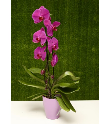 Purple Orchid  Planter