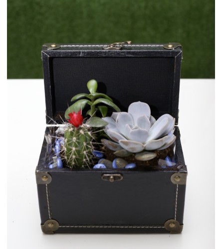 Succulent Dish Garden in a Box