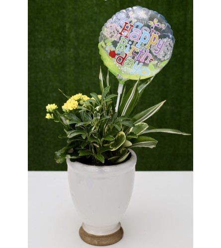 Birthday Lush Dish Garden in a Ceramic Pot