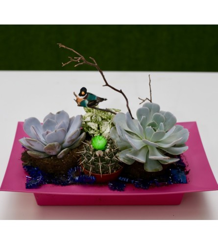 Succulent Paradise Dish Garden