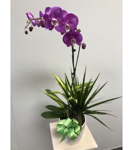 Phalaenopsis Orchid Garden