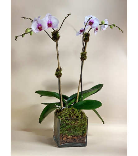 Beautiful Orchid in a Clear Cube