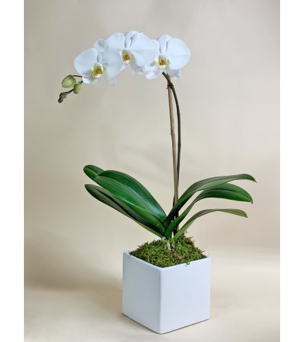 Single Stem Orchid Plant