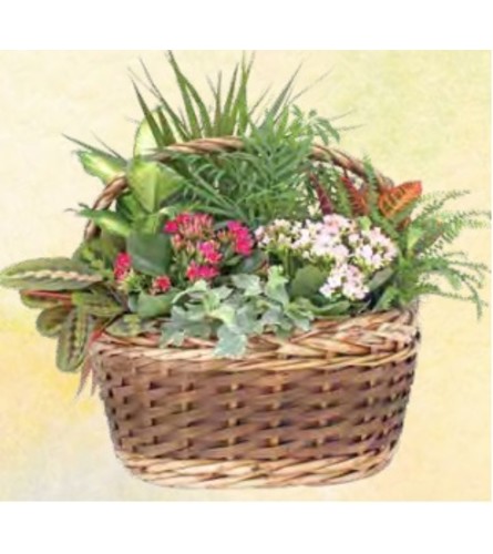 Aukland Planter Basket Large