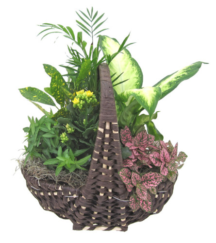 Empire Indoor Garden Basket