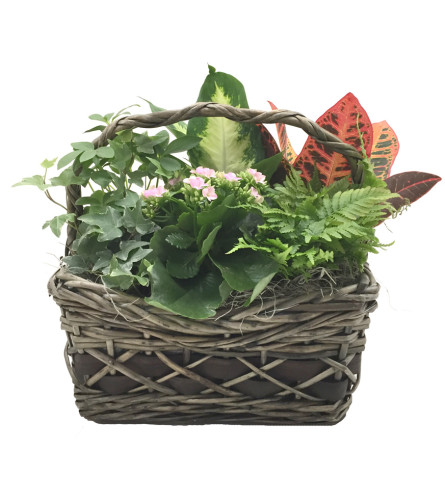 Griswold Indoor Garden Basket (Medium)