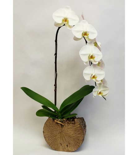 Waterfall Orchid Log