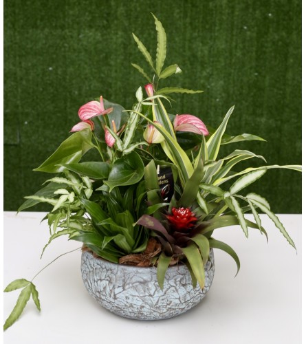 Garden of Paradise in a Ceramic Pot