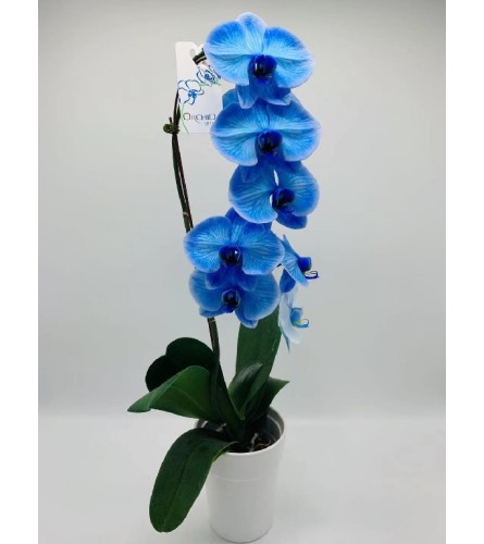 Phalaenopsis Blue Orchid