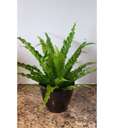 Bird's Nest Fern