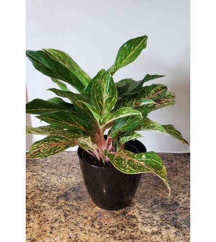 'Siam Aurora' Chinese Evergreen