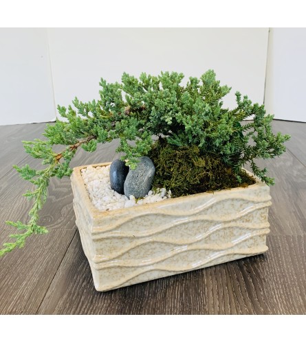 Bonsai Tree