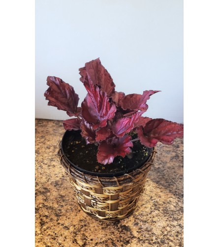 'Red Bull' Rex Begonia