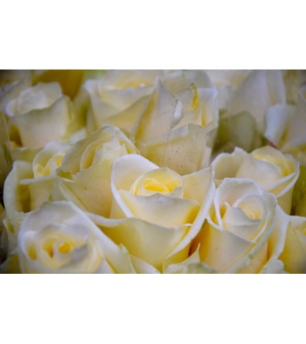 DELUXE WHITE ROSES (1/2 DOZEN, 1 DOZEN & 1.5 DOZEN)