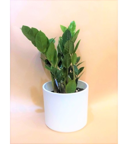 ZedZed Plant