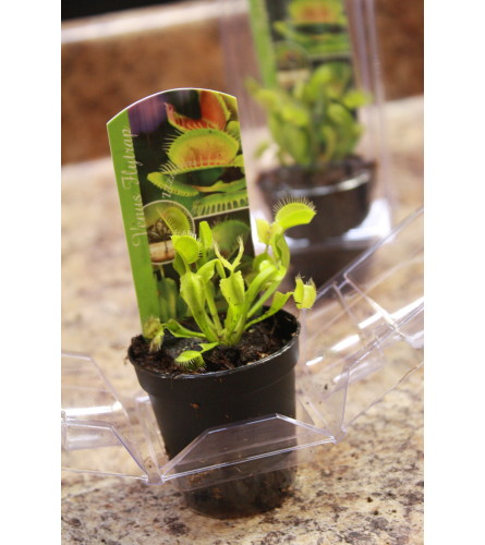 Venus Fly Trap Plant