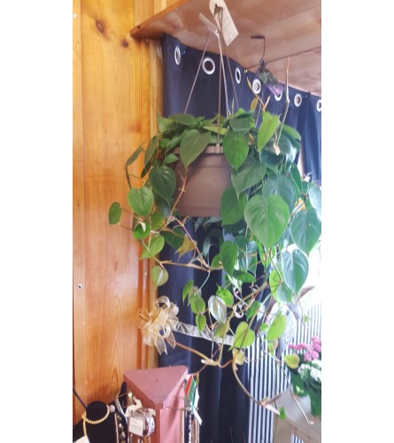 Heartleaf Philodendron Hanging Basket 10"