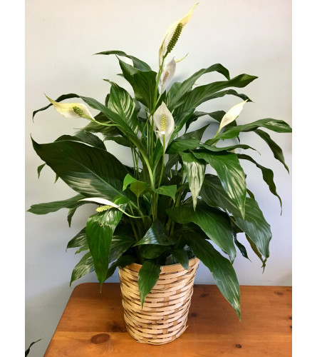 Standard Spathiphyllum Plant
