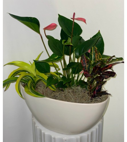 Truly Tropical Dish Garden