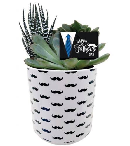 Moustache Succulents! Planter Garden for Father's Day