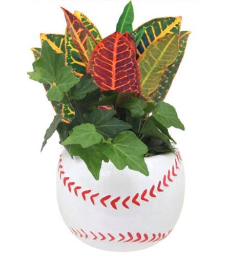 Baseball Green Plant Garden