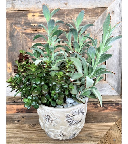Lush Elegant Succulent
