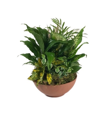 Lush Garden Of Green Plants