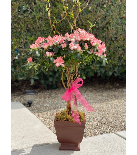Azalea Tree