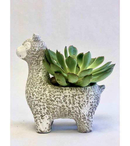 Llama you