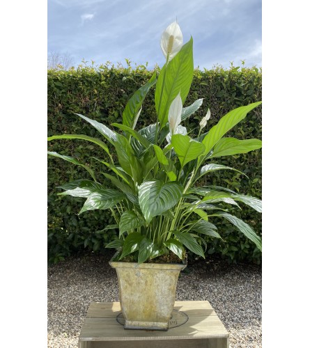 Peace lily in Urn