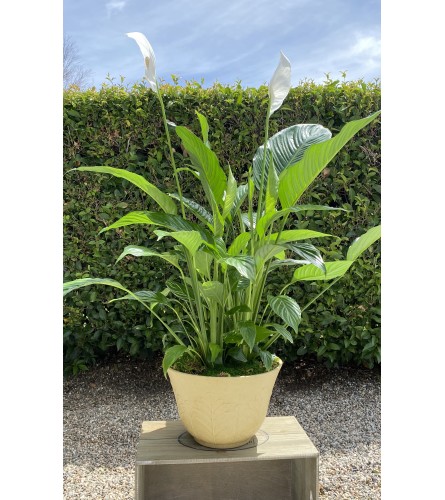 Peace Lily in Container