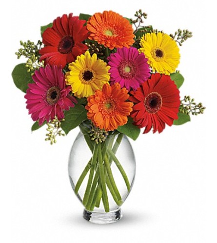 Bright Gerberas