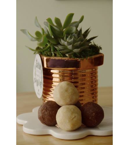 Cactus Planter with Protein Bites