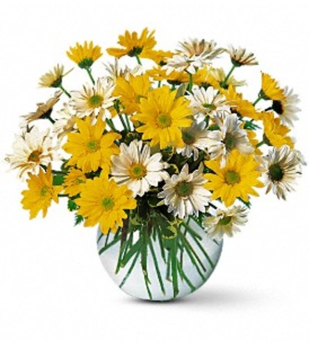 Dashing Daisies Vase Arrangement