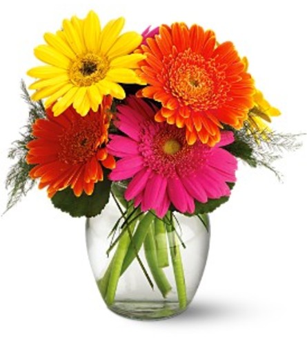 Fiesta Gerbera Vase Arrangement