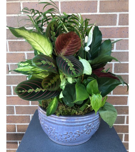 Ceramic Greenery Dish Garden