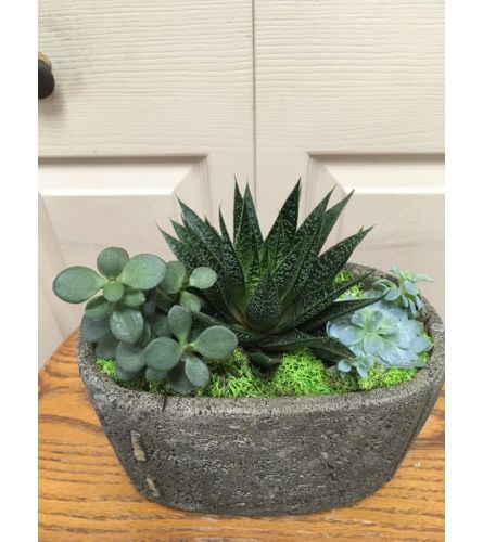 Stitch Succulent