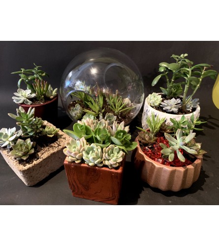 Succulent Planters