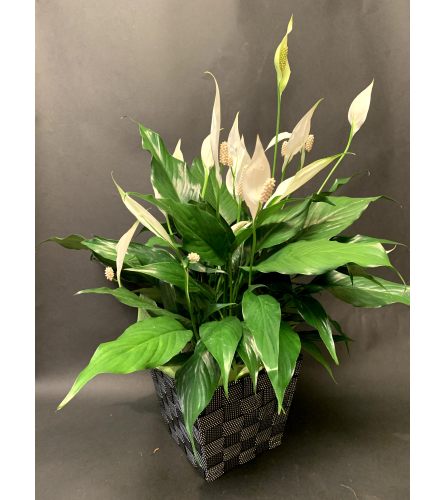 Spathyllium/Peace Lily
