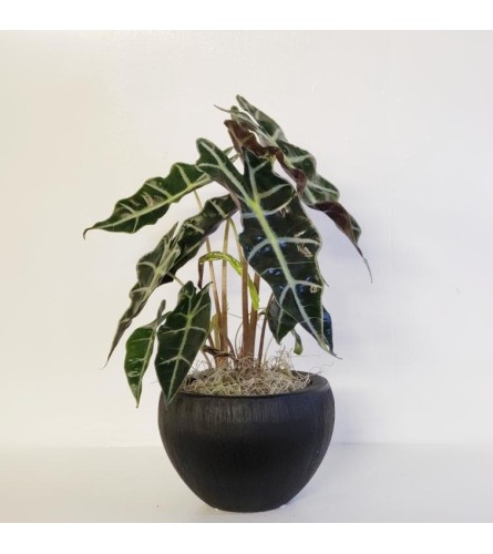Alocasia Plant (alocasia-polly)