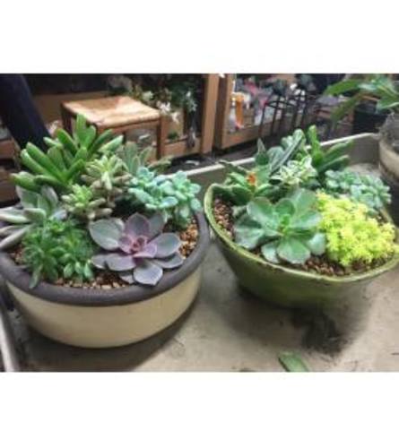 Zen Succulent Gardens