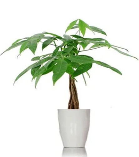 Money Tree 6 inch