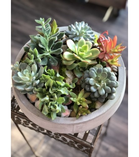 Healthy Succulents mix
